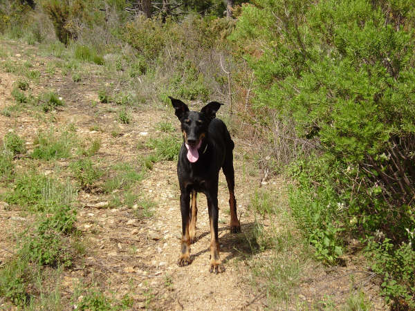 doberman